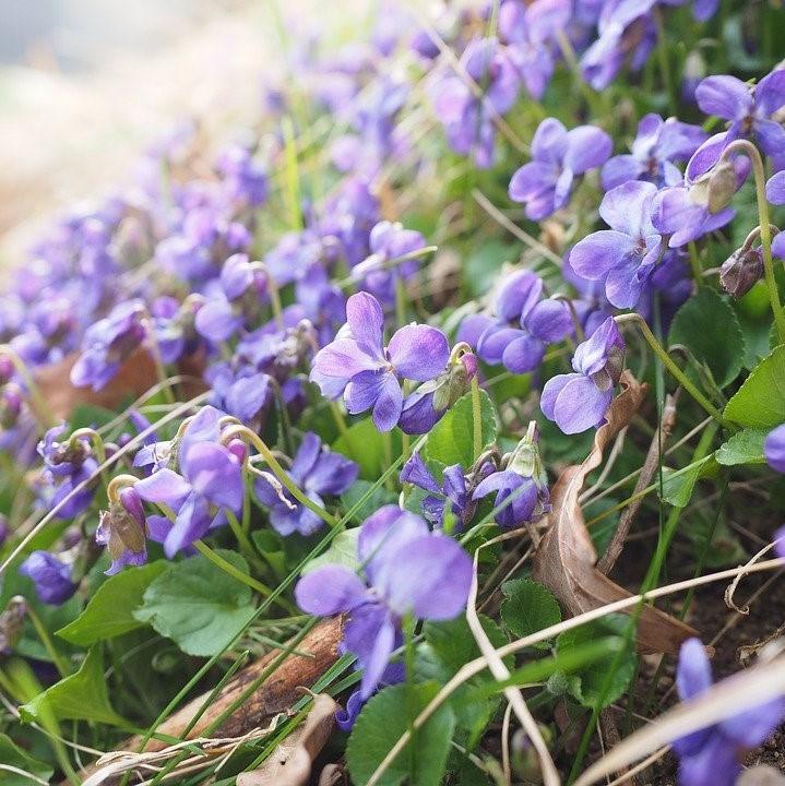 Viola cornuta 'PAS1059854' ~ Sorbet™ Lavender Pink Viola-ServeScape