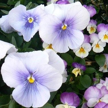 Viola cornuta 'PAS221920' ~ Sorbet™ Icy Blue Viola-ServeScape