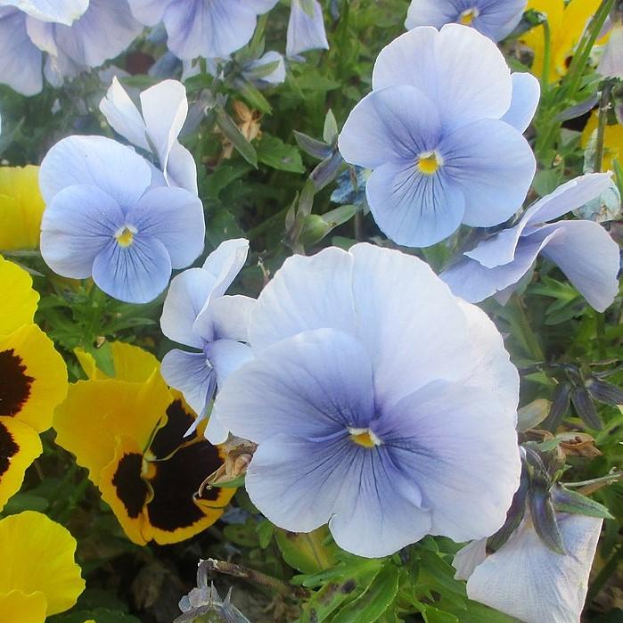 Viola cornuta 'PAS221920' ~ Sorbet™ Icy Blue Viola-ServeScape