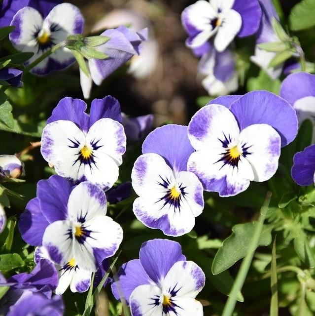 Viola cornuta 'PAS733551' ~ Sorbet™ Delft Blue Viola-ServeScape