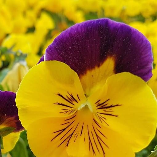 Viola cornuta 'PAS733574'~ Sorbet™ Yellow Jump- Viola-ServeScape