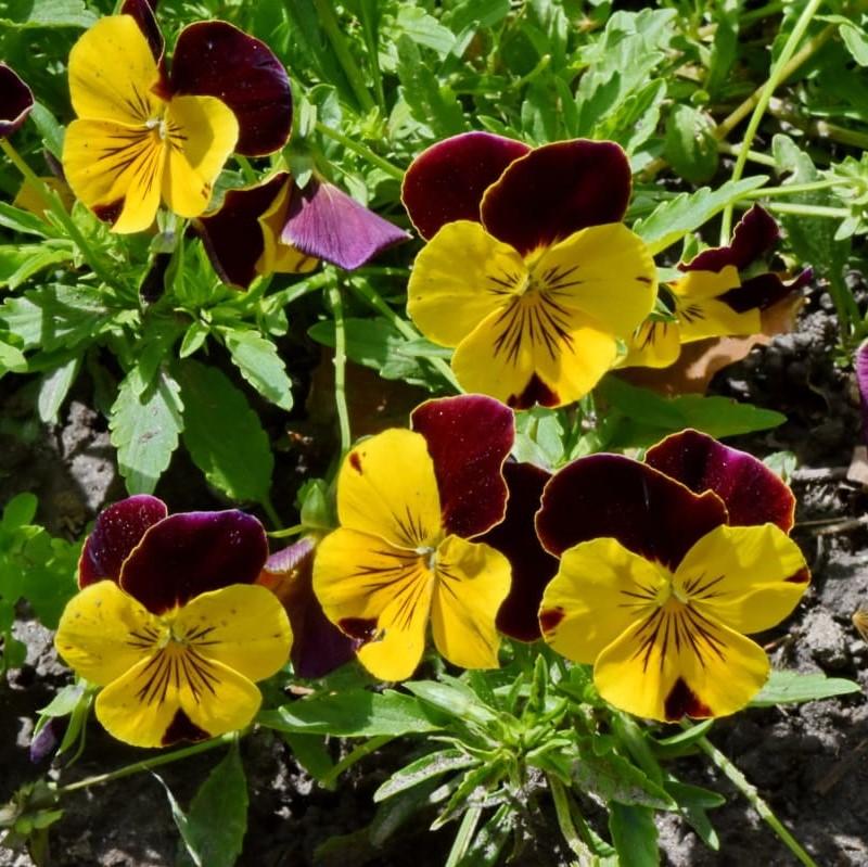 Viola cornuta 'PAS733574'~ Sorbet™ Yellow Jump- Viola-ServeScape
