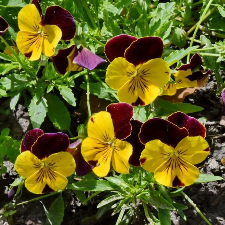 Viola cornuta 'PAS733574'~ Sorbet™ Yellow Jump- Viola-ServeScape