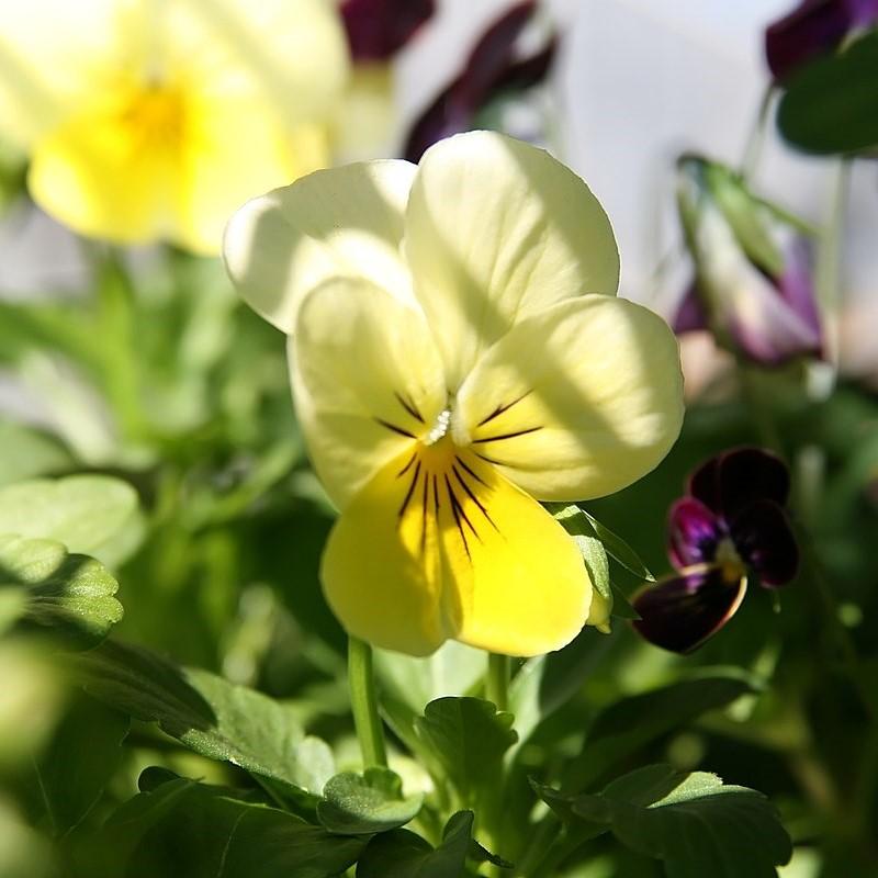 Viola cornuta 'PAS872977' ~ Sorbet™ Lemon Chiffon Viola-ServeScape