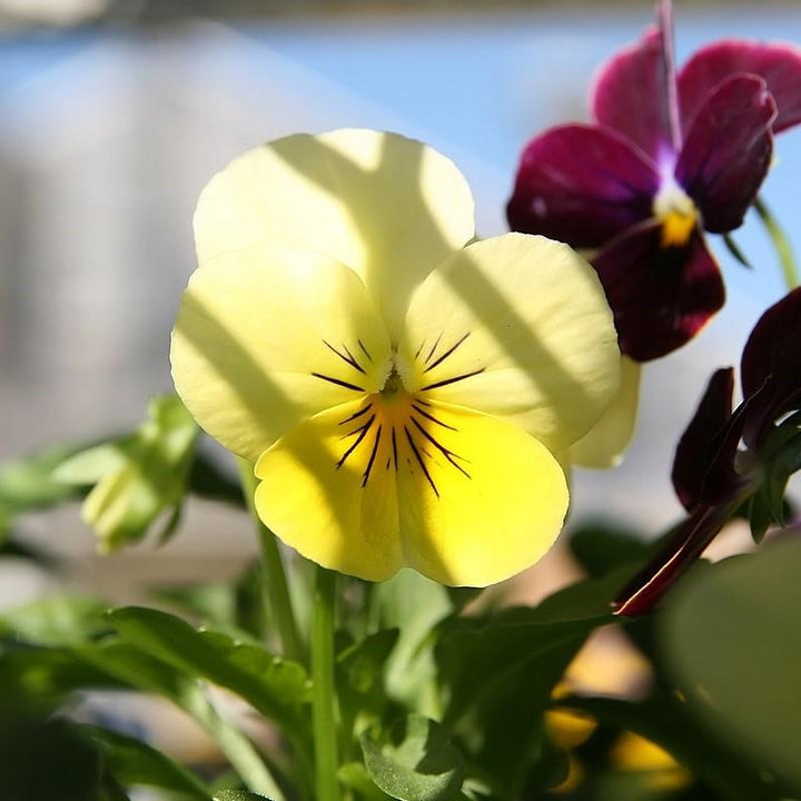 Viola cornuta 'PAS872977' ~ Sorbet™ Lemon Chiffon Viola-ServeScape