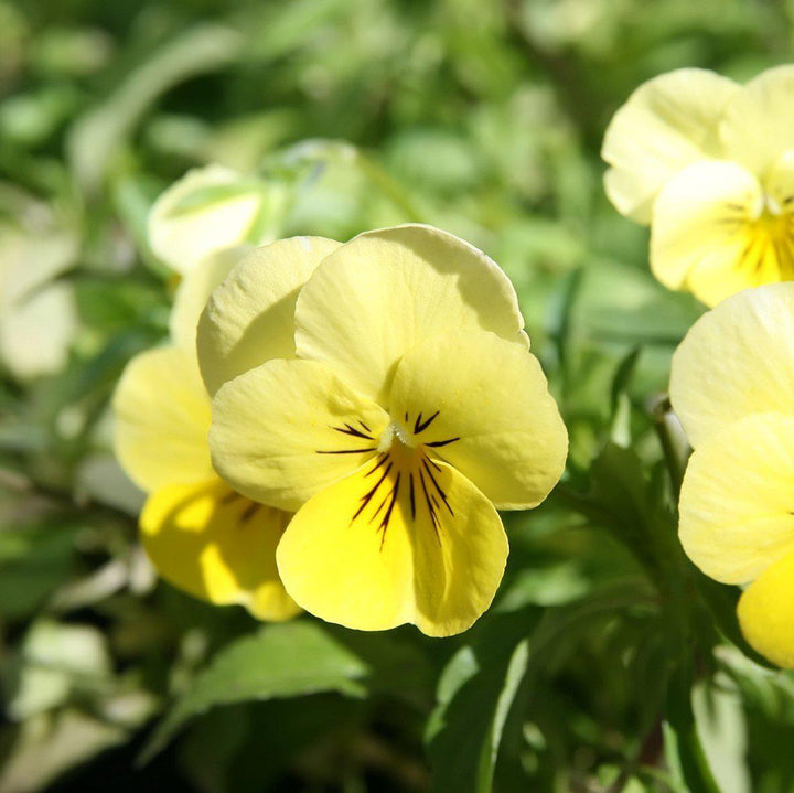 Viola cornuta 'PAS872977' ~ Sorbet™ Lemon Chiffon Viola-ServeScape