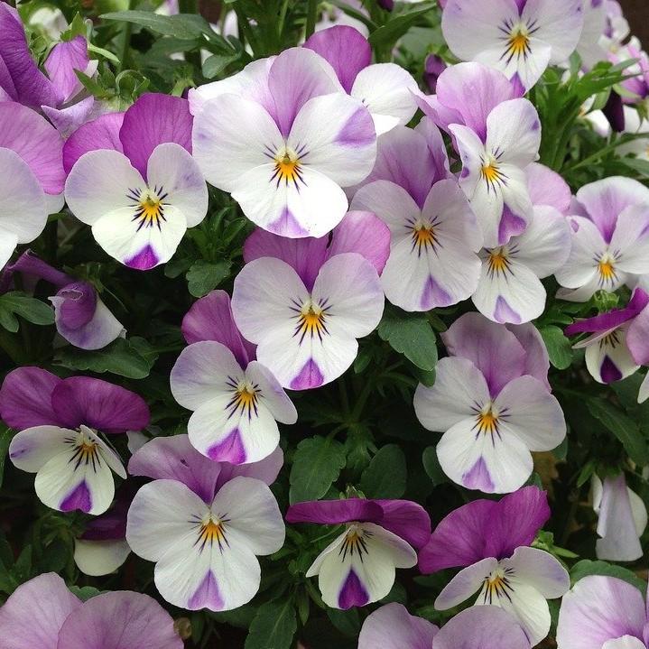 Viola cornuta 'PAS912448' ~ Sorbet™ Pink Wing Viola-ServeScape