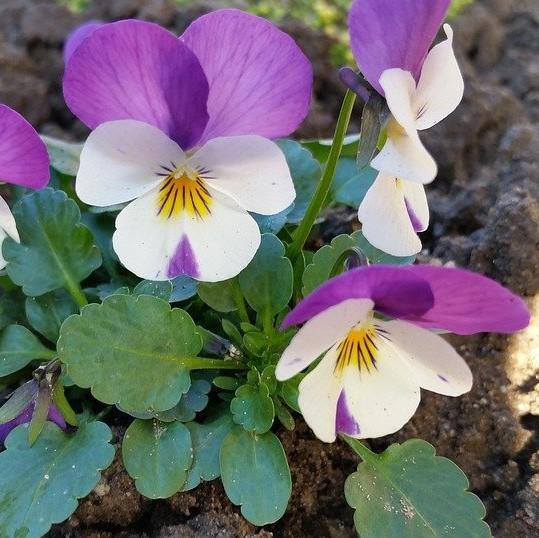 Viola cornuta 'PAS912448' ~ Sorbet™ Pink Wing Viola-ServeScape