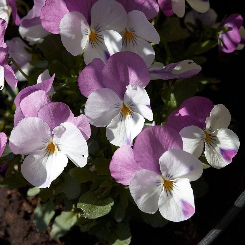 Viola cornuta 'PAS912448' ~ Sorbet™ Pink Wing Viola-ServeScape