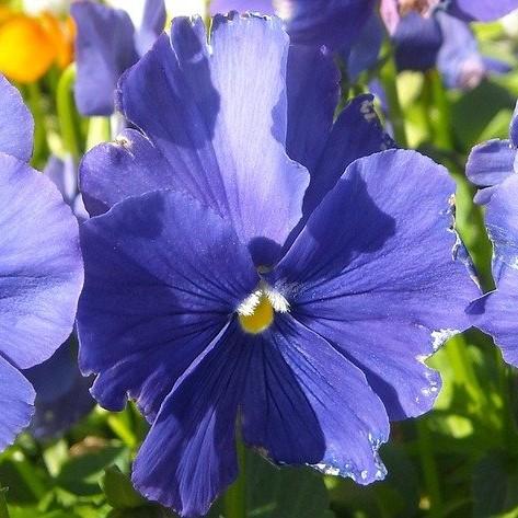 Viola cornuta 'Penny Blue' ~ Penny™ Blue Viola-ServeScape