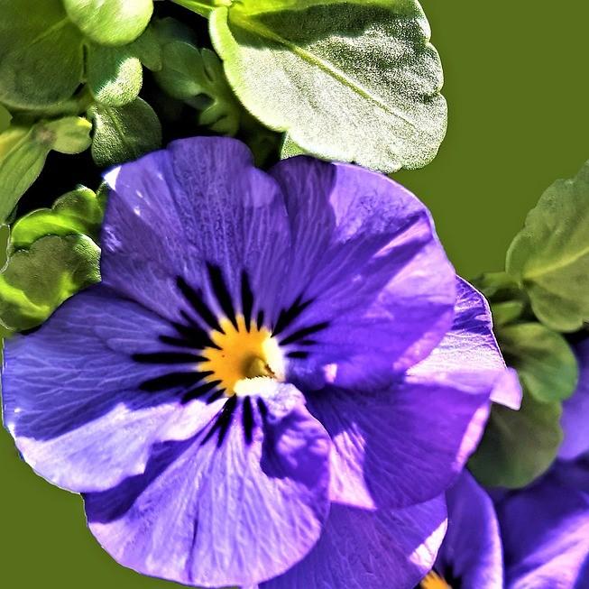 Viola cornuta 'Penny Blue' ~ Penny™ Blue Viola-ServeScape
