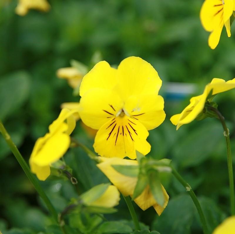 Viola cornuta 'Penny Citrus Mix' ~ Penny™ Citrus Mix Viola-ServeScape
