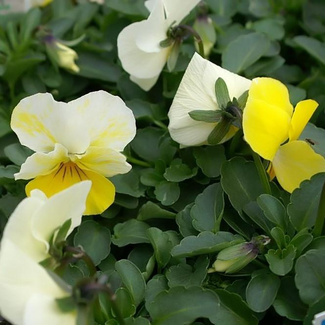 Viola cornuta 'Penny Citrus Mix' ~ Penny™ Citrus Mix Viola-ServeScape