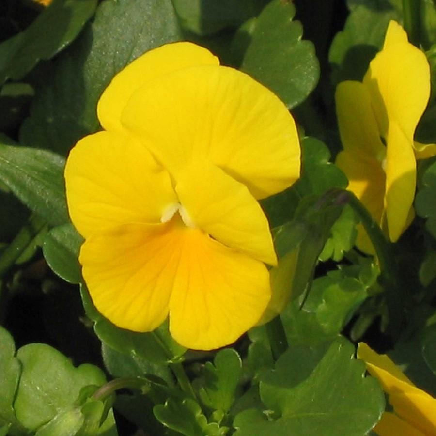 Viola cornuta 'Penny Clear Yellow' ~ Penny™ Clear Yellow Viola-ServeScape