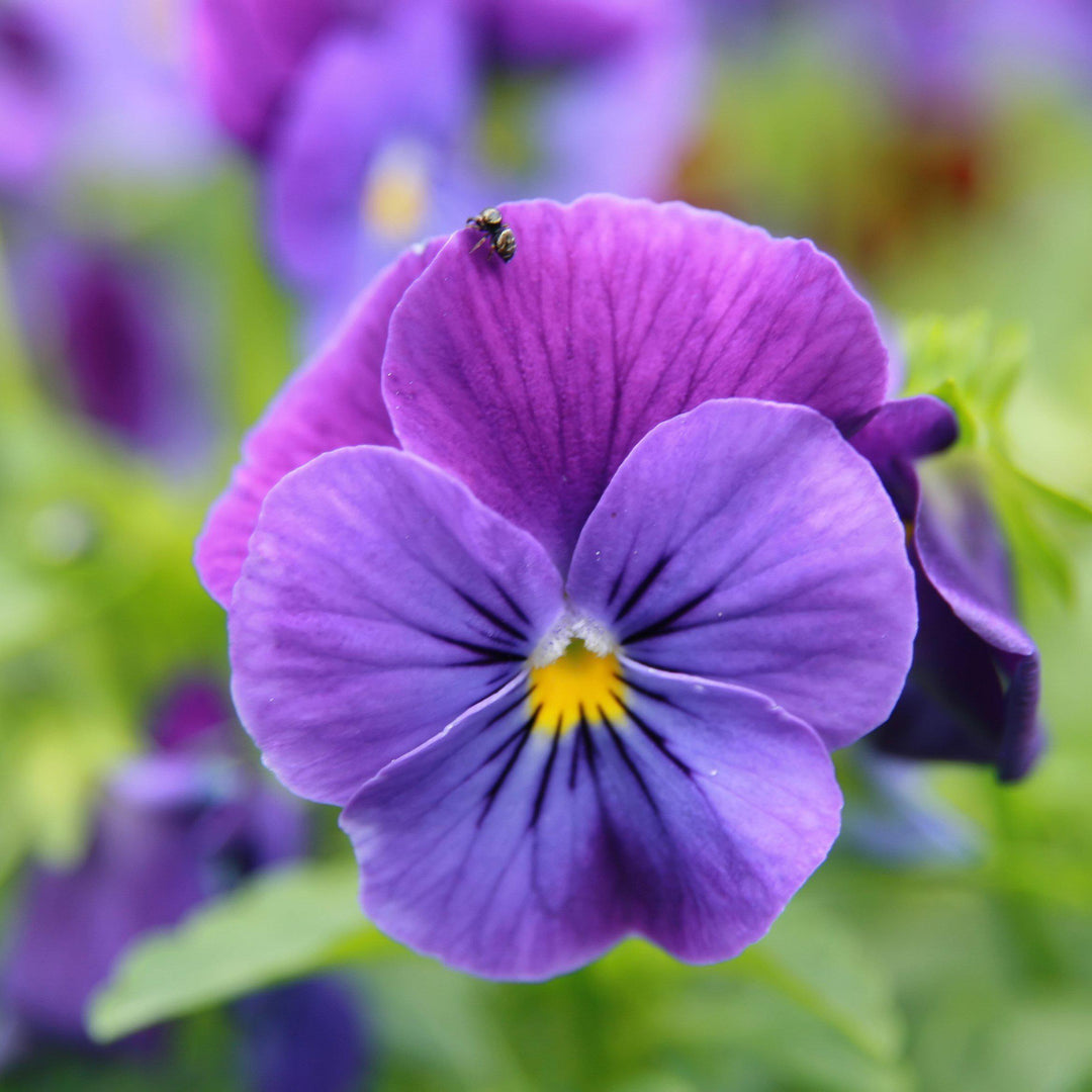 Viola cornuta 'Penny Deep Blue' ~ Penny™ Deep Blue Viola-ServeScape