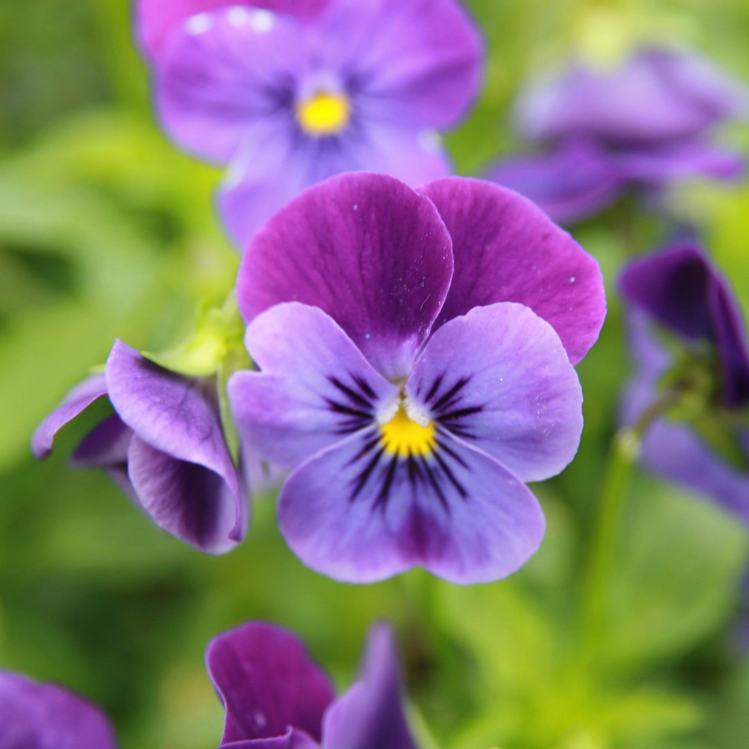 Viola cornuta 'Penny Deep Blue' ~ Penny™ Deep Blue Viola-ServeScape
