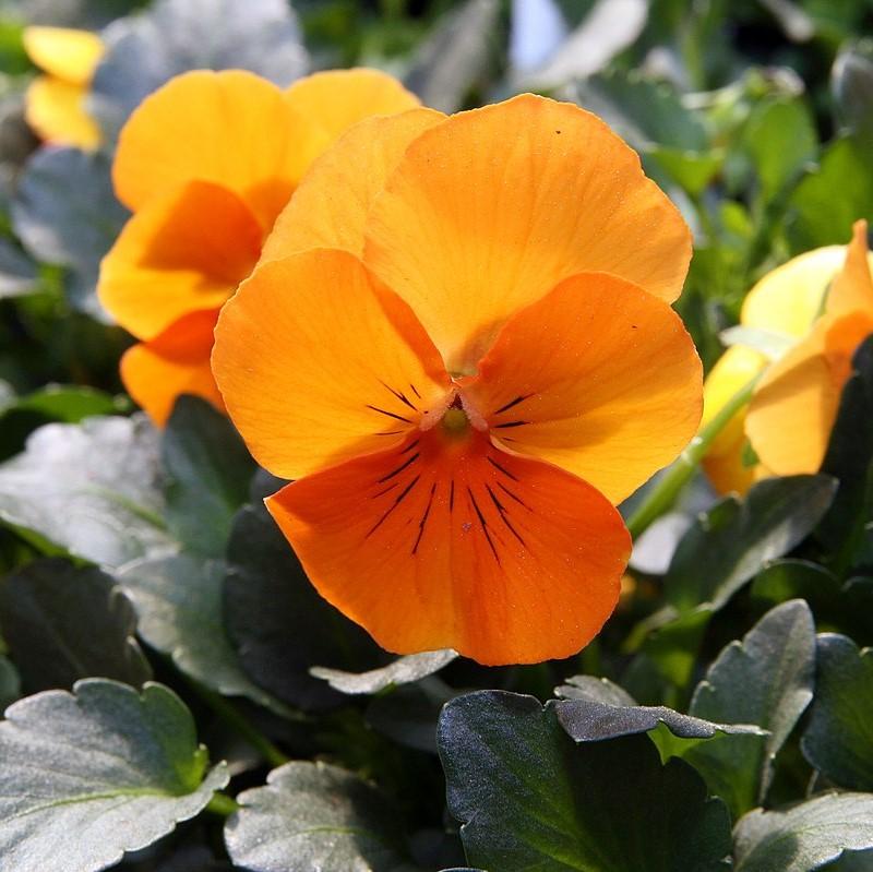 Viola cornuta 'Penny Deep Orange' ~ Penny™ Deep Orange Viola-ServeScape
