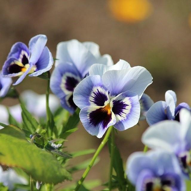 Viola cornuta 'Penny Marina' ~ Penny™ Marina Viola-ServeScape