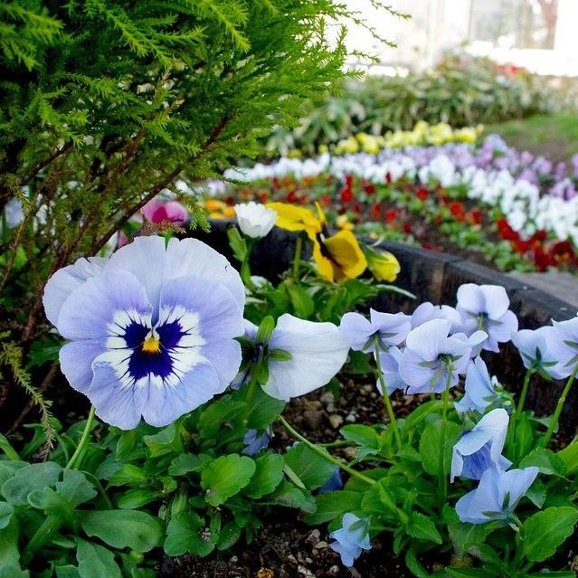 Viola cornuta 'Penny Marina' ~ Penny™ Marina Viola-ServeScape