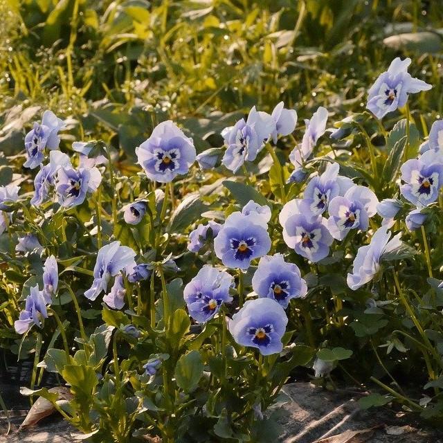 Viola cornuta 'Penny Marina' ~ Penny™ Marina Viola-ServeScape
