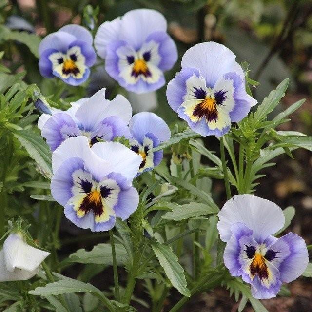 Viola cornuta 'Penny Marina' ~ Penny™ Marina Viola-ServeScape