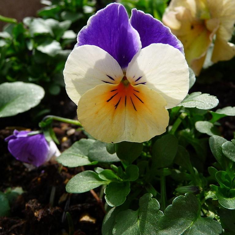 Viola cornuta 'Penny Peach Jump-Up' ~ Penny™ Peach Jump-Up Viola-ServeScape