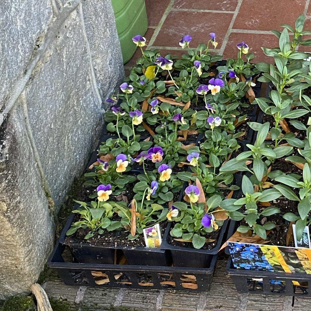Viola cornuta 'Penny Peach Jump-Up' ~ Penny™ Peach Jump-Up Viola-ServeScape