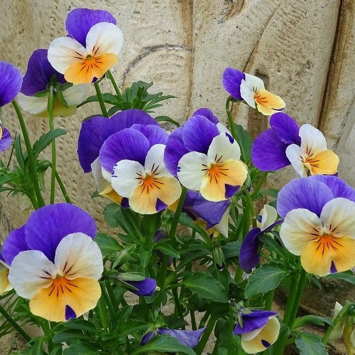 Viola cornuta 'Penny Peach Jump-Up' ~ Penny™ Peach Jump-Up Viola-ServeScape