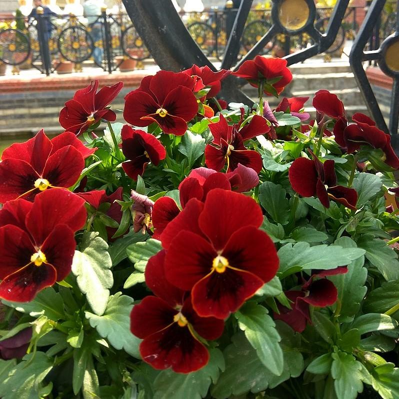Viola cornuta 'Penny Red Blotch' ~ Penny™ Red Blotch Viola-ServeScape