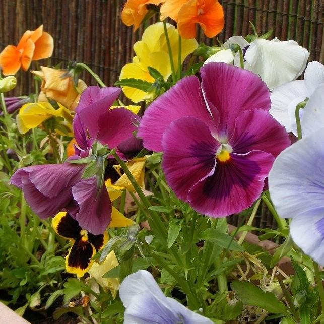 Viola cornuta 'Penny Rose Blotch' ~ Penny™ Rose Blotch Viola-ServeScape