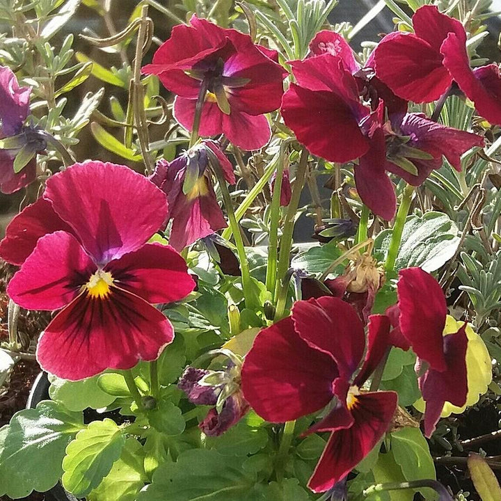 Viola cornuta 'Penny Rose Blotch' ~ Penny™ Rose Blotch Viola-ServeScape