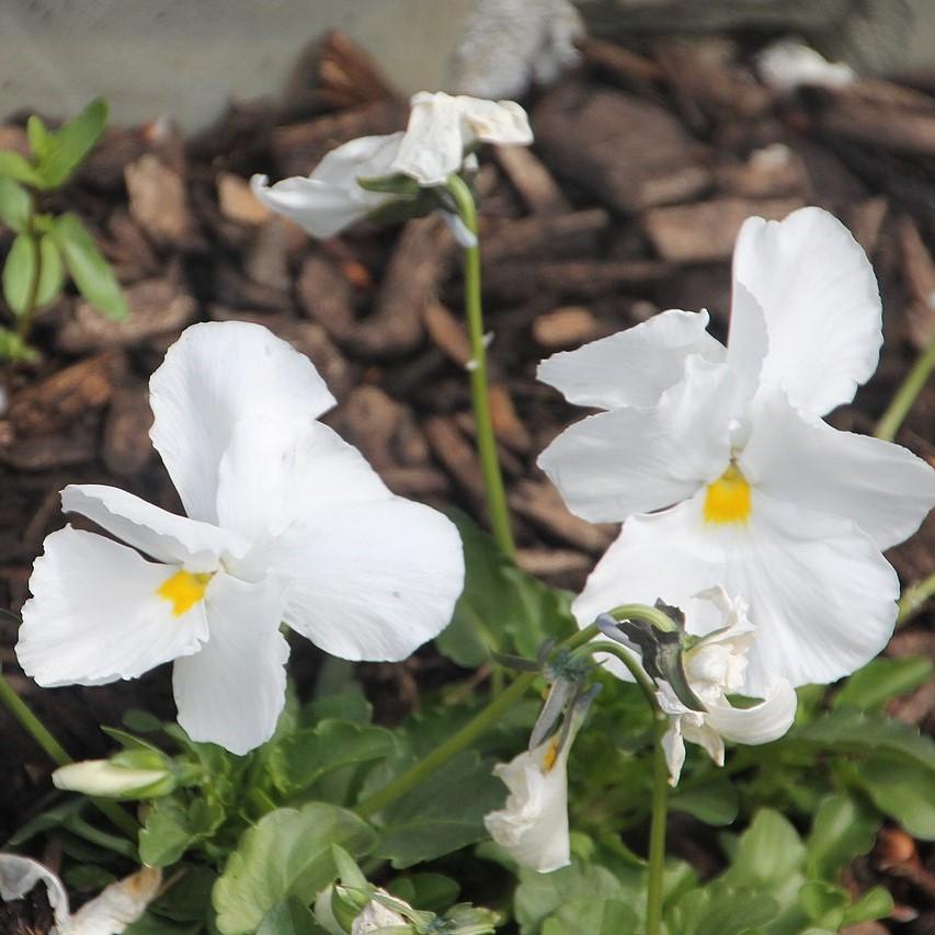 Viola cornuta 'Penny White' ~ Penny™ White Viola-ServeScape
