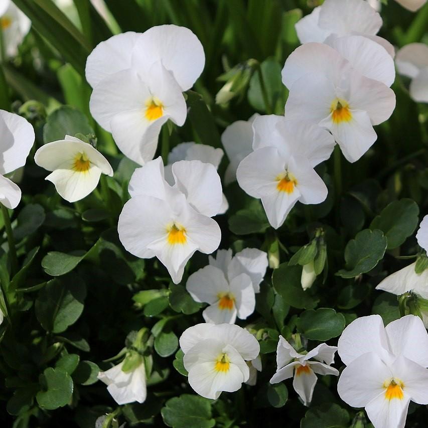 Viola cornuta 'Penny White' ~ Penny™ White Viola-ServeScape