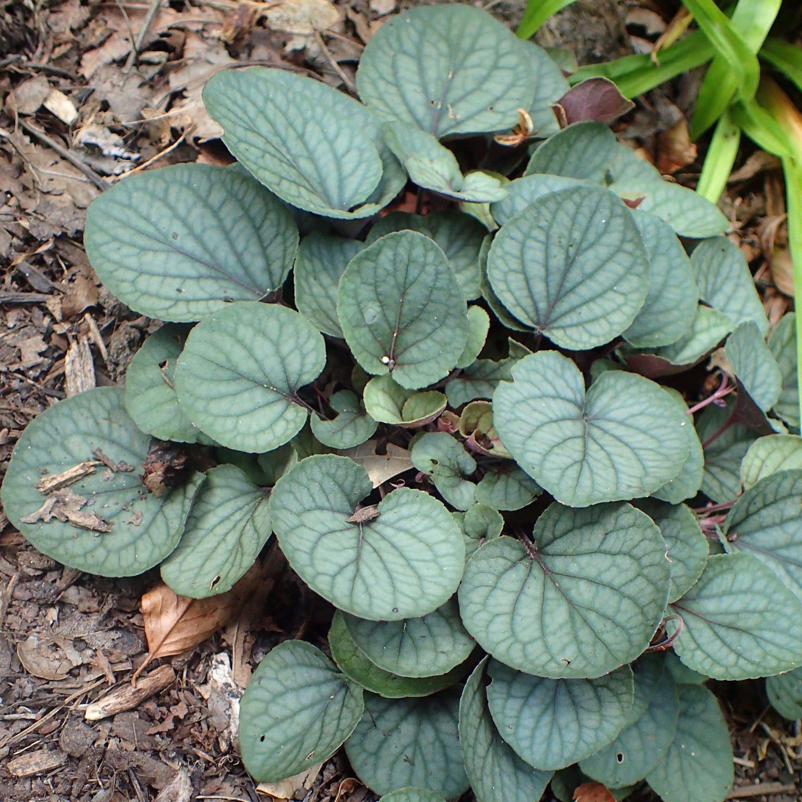 Viola walteri 'Silver Gem' ~ Silver Gem Prostrate Blue Violet-ServeScape