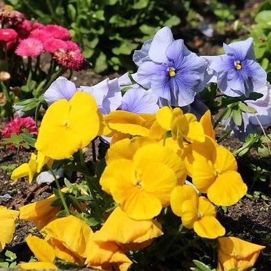 Viola x wittrockiana 'Cool Wave Golden Yellow' ~ Cool Wave® Golden Yellow Pansy-ServeScape