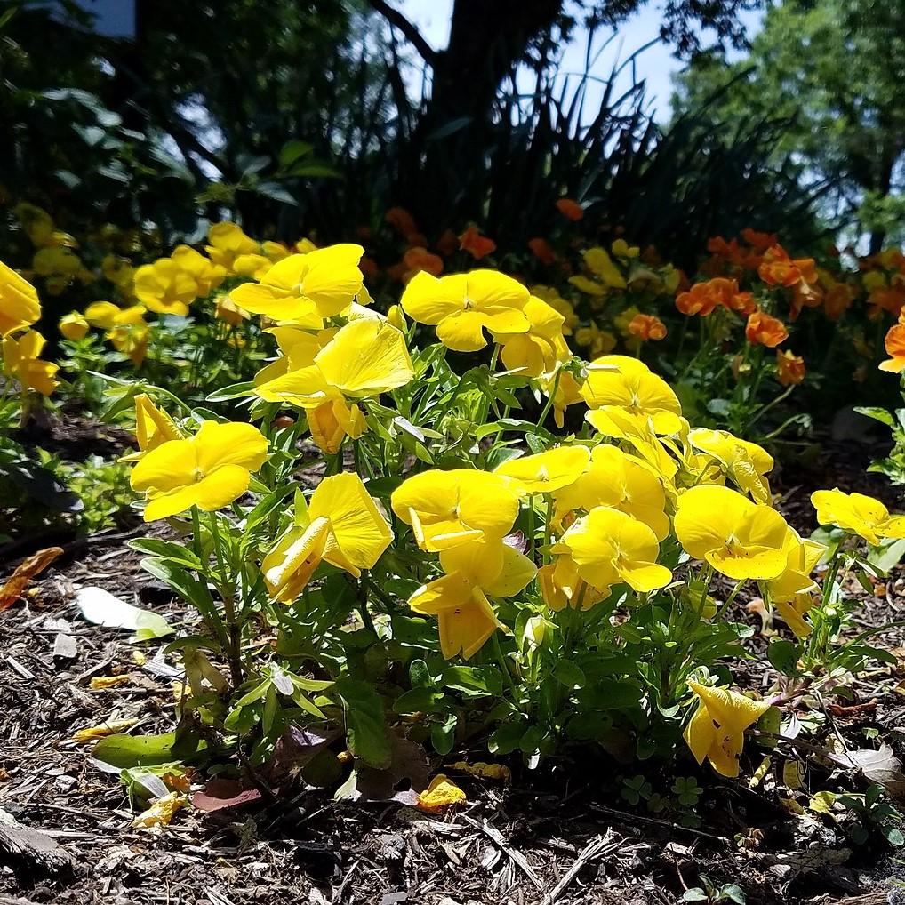 Viola x wittrockiana 'Cool Wave Golden Yellow' ~ Cool Wave® Golden Yellow Pansy-ServeScape