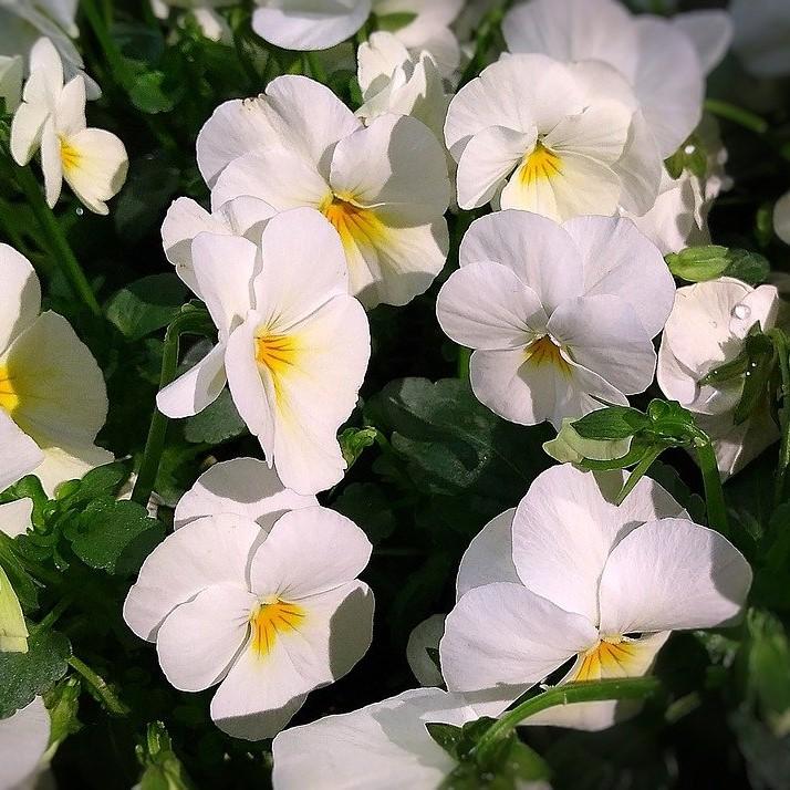 Viola x wittrockiana 'Cool Wave White' ~ Cool Wave® White Pansy-ServeScape