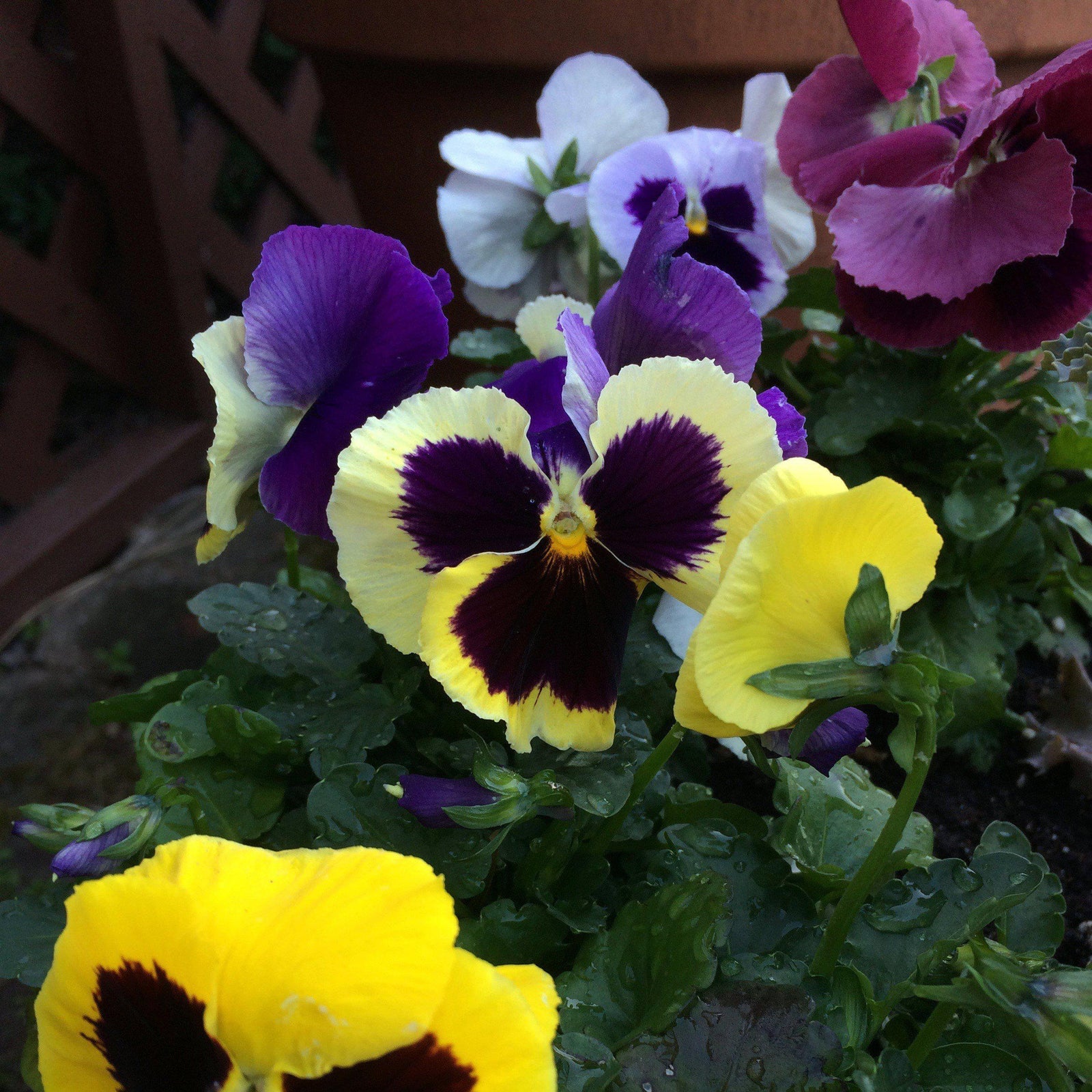 Viola x wittrockiana 'Delta Premium Blotch Mix' ~ Delta™ Premium Blotch Mix Pansy-ServeScape