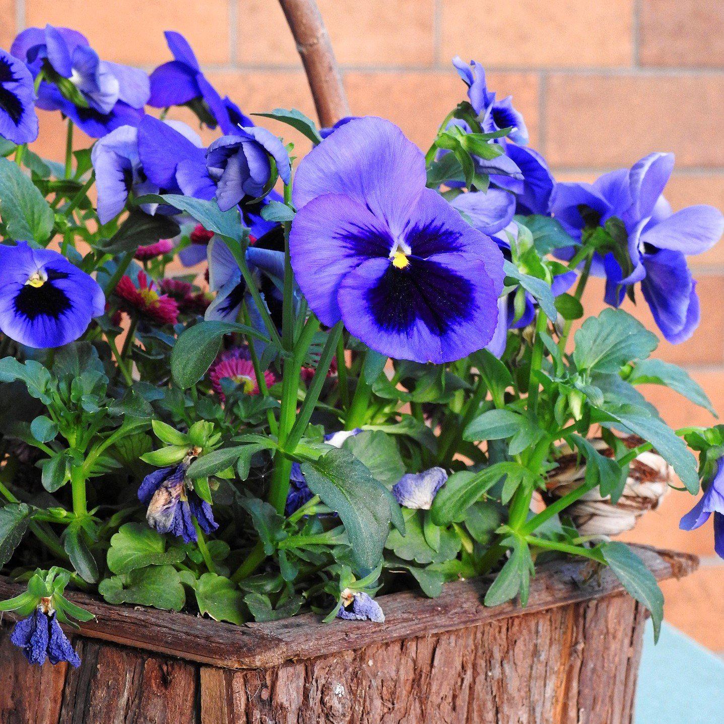 Viola x wittrockiana 'Delta Premium Blue Blotch ~ Delta™ Premium Blue Blotch Pansy-ServeScape