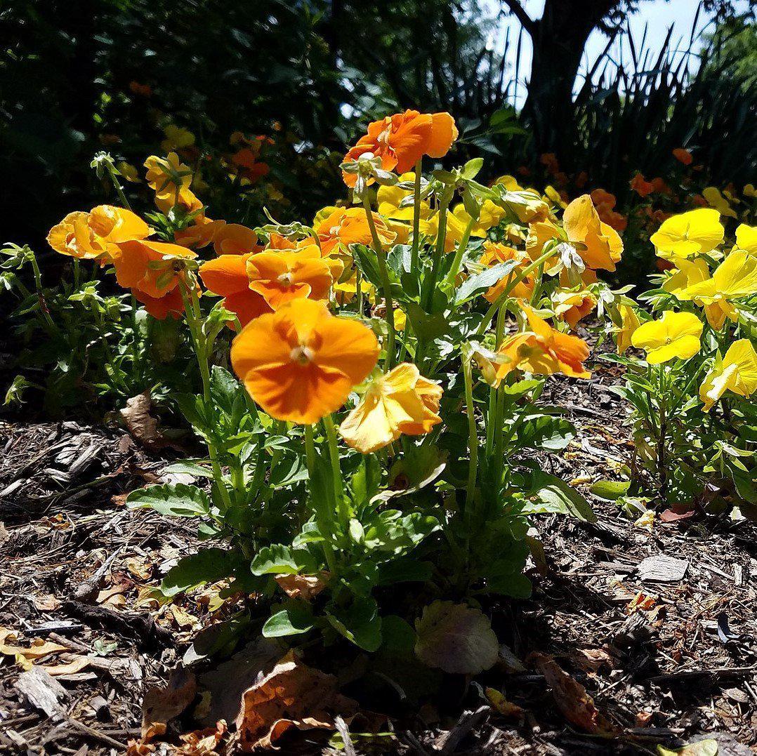 Viola x wittrockiana 'Delta Premium Citrus Mix' ~ Delta™ Premium Citrus Mix Pansy-ServeScape