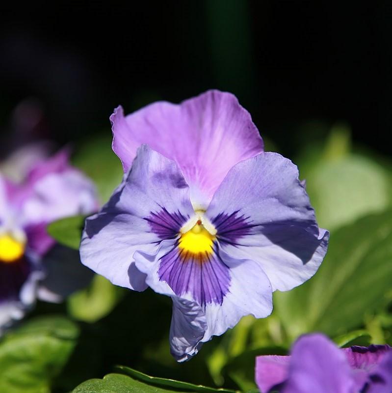 Viola x wittrockiana 'Delta Premium Lavender Blue Shades' ~ Delta™ Premium Lavender Blue Shades Pansy-ServeScape