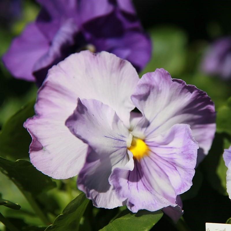 Viola x wittrockiana 'Delta Premium Lavender Blue Shades' ~ Delta™ Premium Lavender Blue Shades Pansy-ServeScape