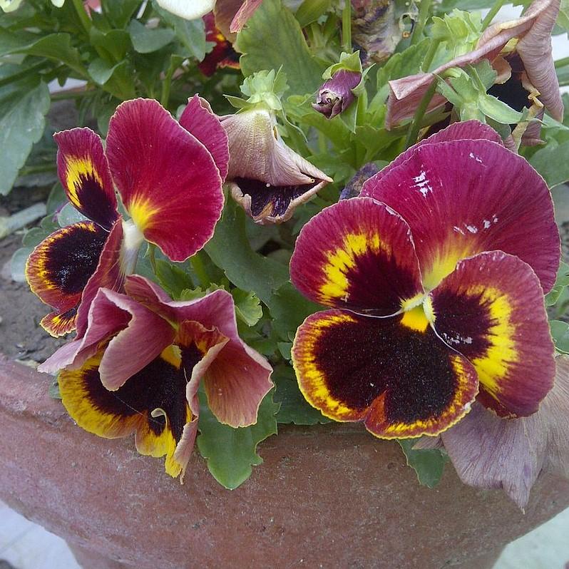Viola x wittrockiana 'Delta Premium Persian Melody' ~ Delta™ Premium Persian Melody Pansy-ServeScape