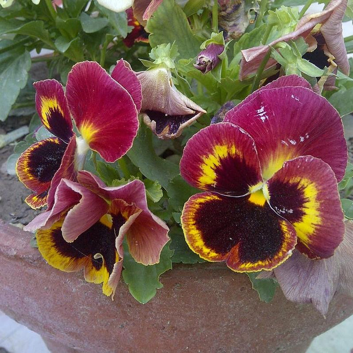Viola x wittrockiana 'Delta Premium Persian Melody' ~ Delta™ Premium Persian Melody Pansy-ServeScape