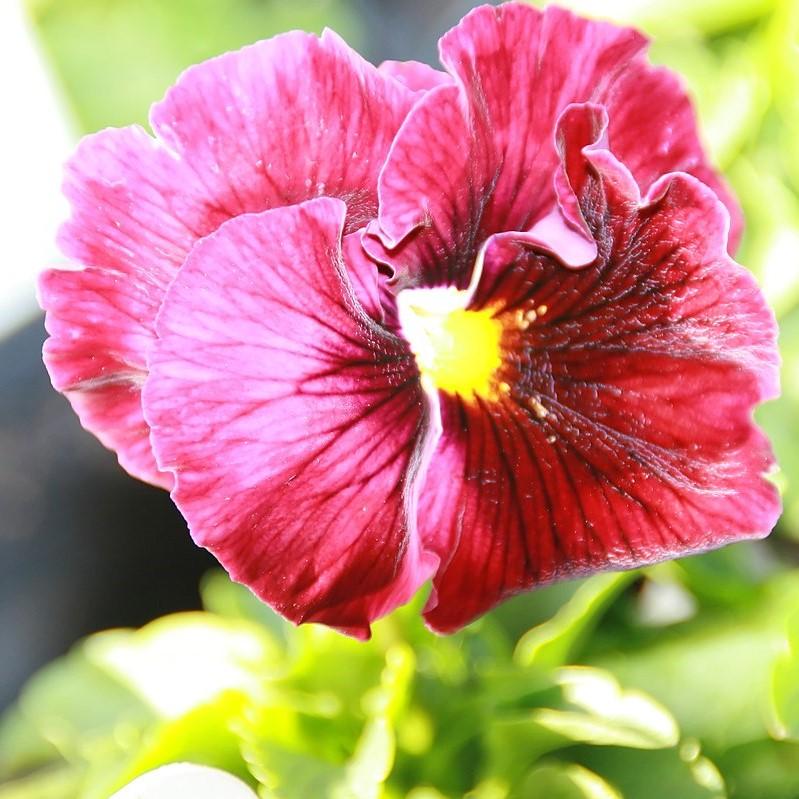 Viola x wittrockiana 'Delta Premium Persian Melody' ~ Delta™ Premium Persian Melody Pansy-ServeScape