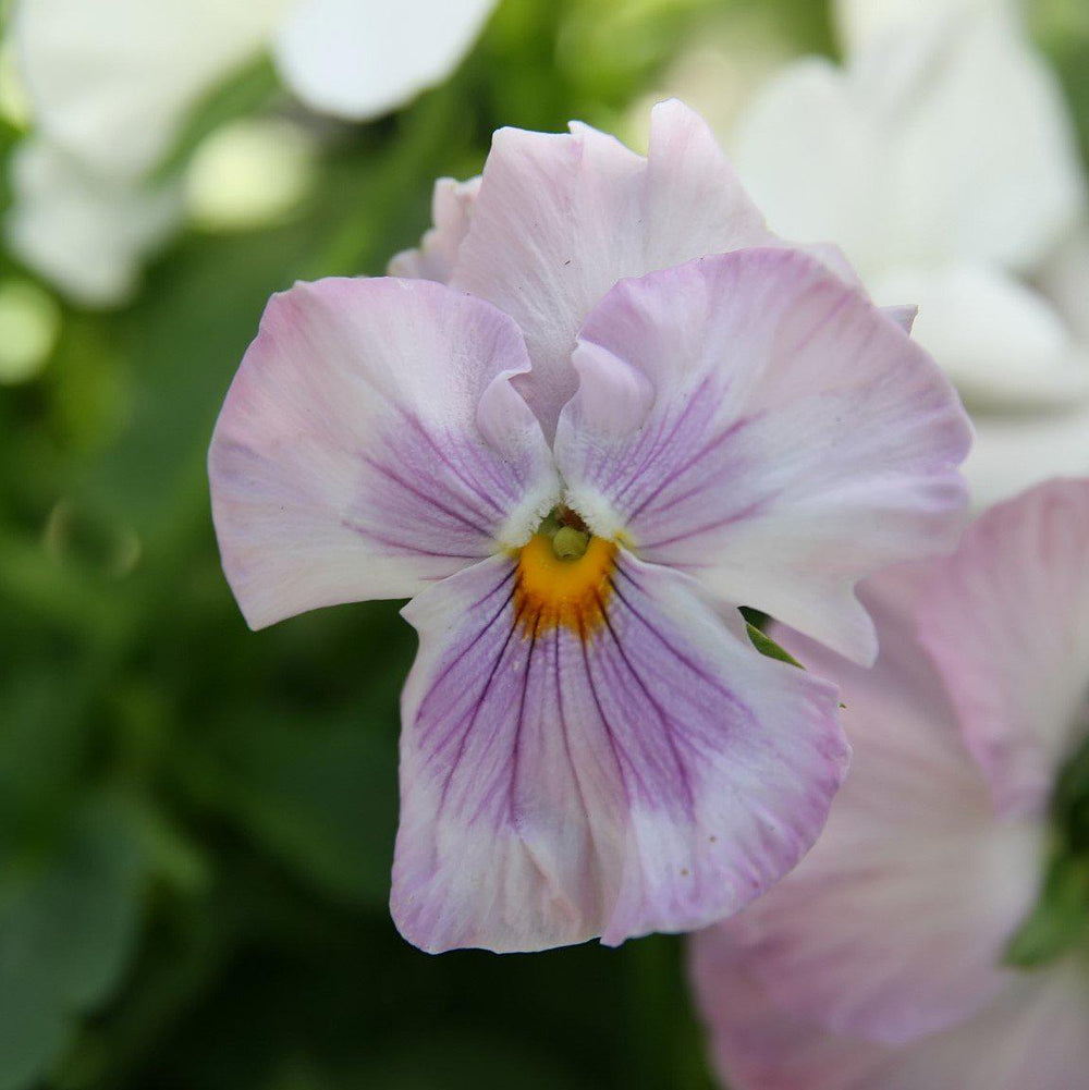 Viola x wittrockiana 'Delta Premium Pink Shades' ~ Delta™ Premium Pink Shades Pansy-ServeScape
