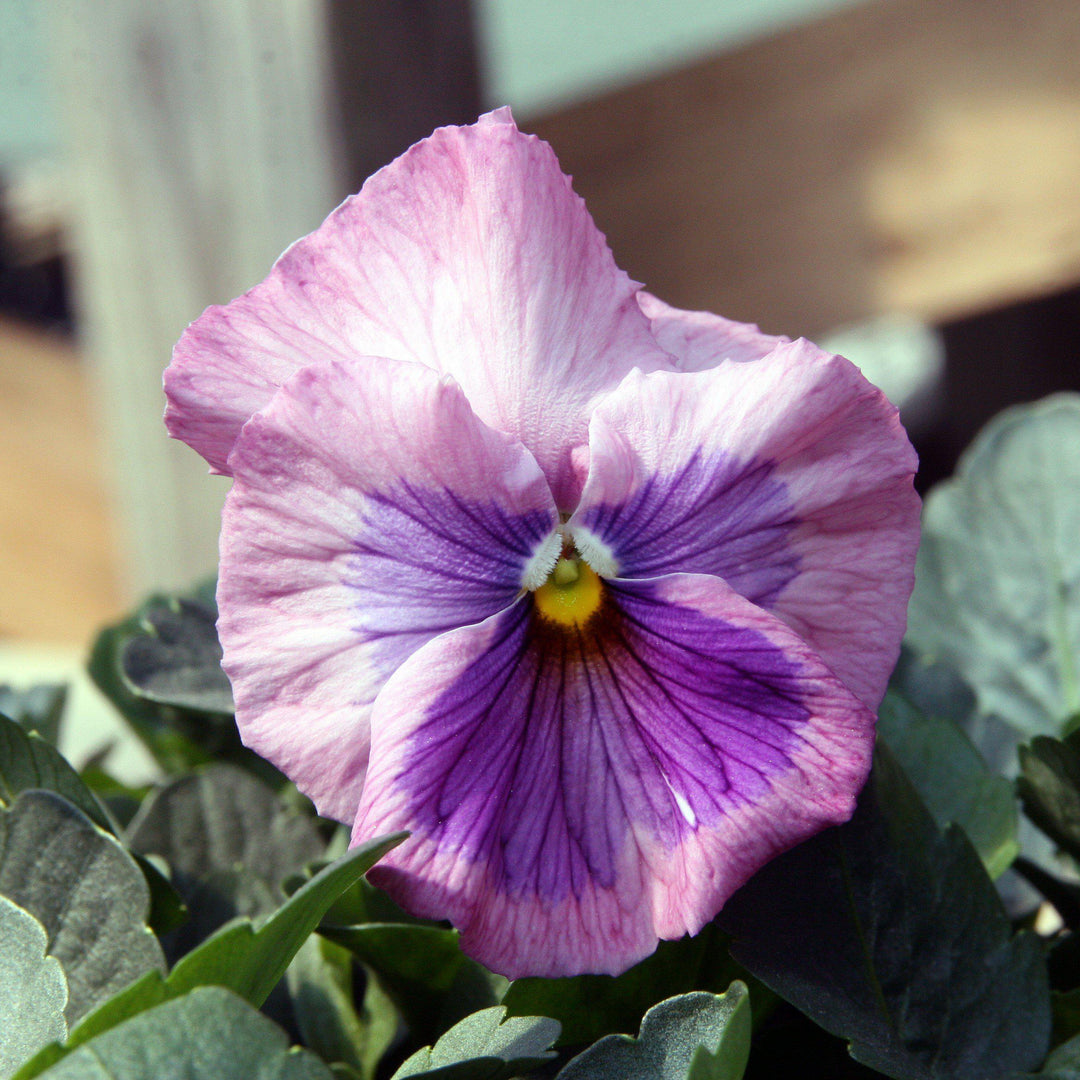 Viola x wittrockiana 'Delta Premium Pink Shades' ~ Delta™ Premium Pink Shades Pansy-ServeScape