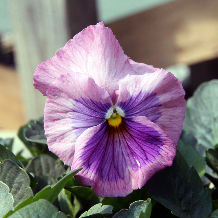 Viola x wittrockiana 'Delta Premium Pink Shades' ~ Delta™ Premium Pink Shades Pansy-ServeScape