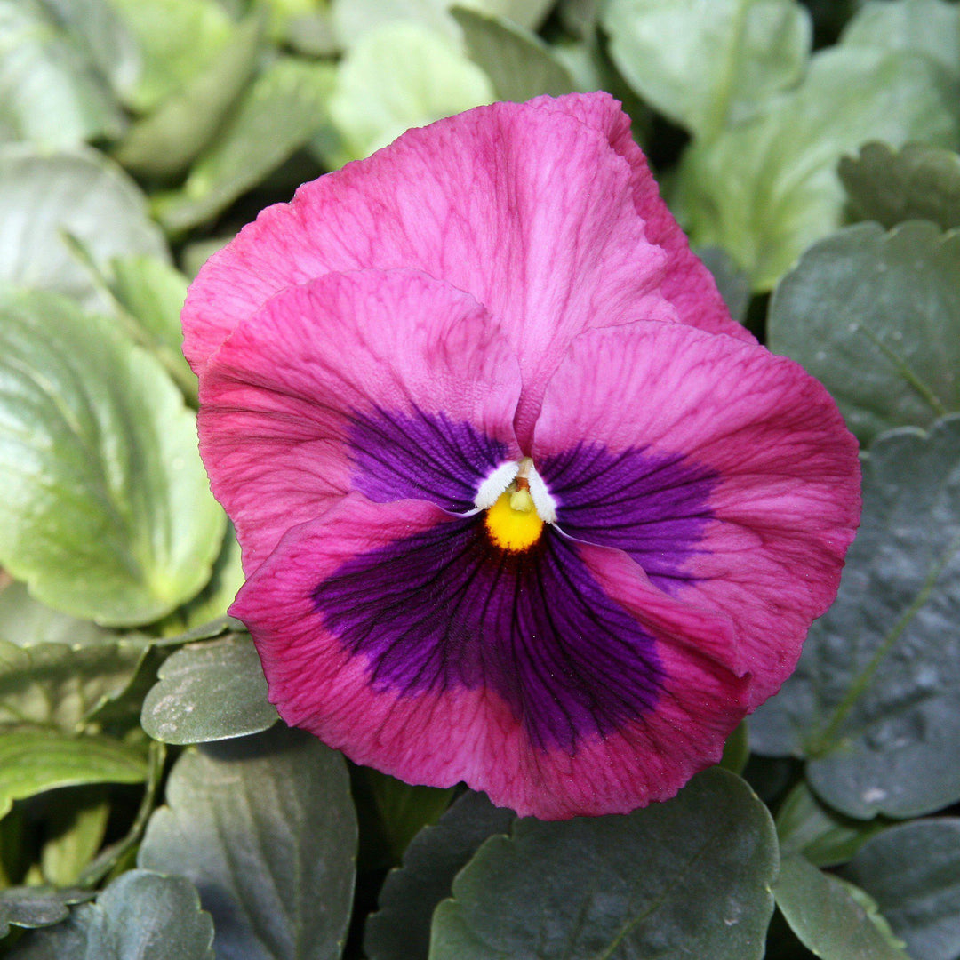 Viola x wittrockiana 'Delta Premium Pink Shades' ~ Delta™ Premium Pink Shades Pansy-ServeScape