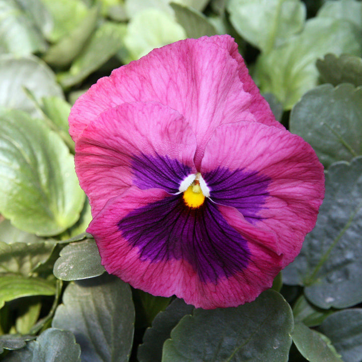 Viola x wittrockiana 'Delta Premium Pink Shades' ~ Delta™ Premium Pink Shades Pansy-ServeScape
